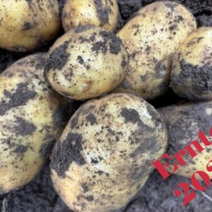 Bio-Kartoffel Agria vor.festkochend