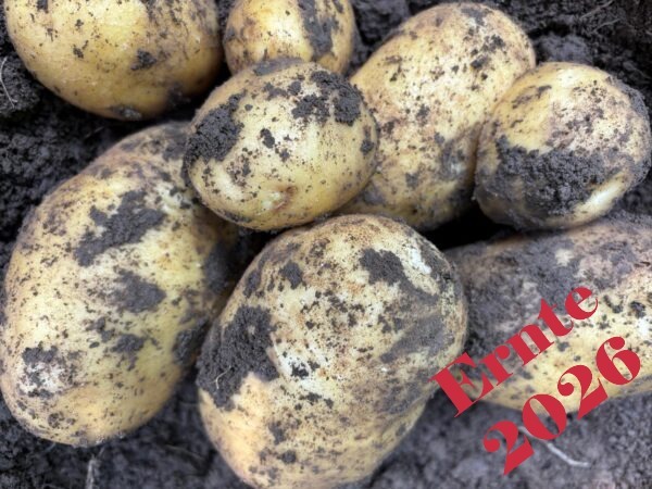 Bio-Kartoffel Agria vor.festkochend