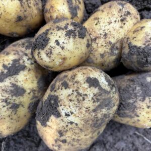 Bio-Kartoffel Agria vor.festkochend