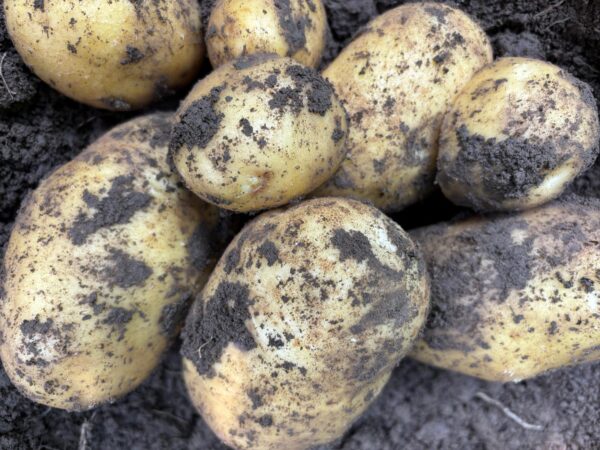 Bio-Kartoffel Agria vor.festkochend