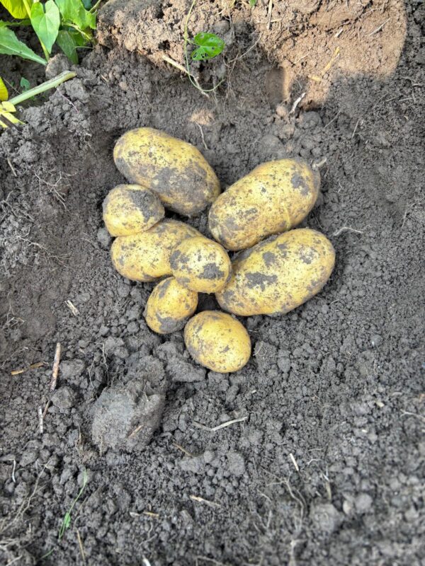 Bio-Kartoffel Agria vor.festkochend – Bild 2