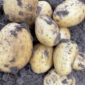 Bio-Kartoffel Anuschka festkochend