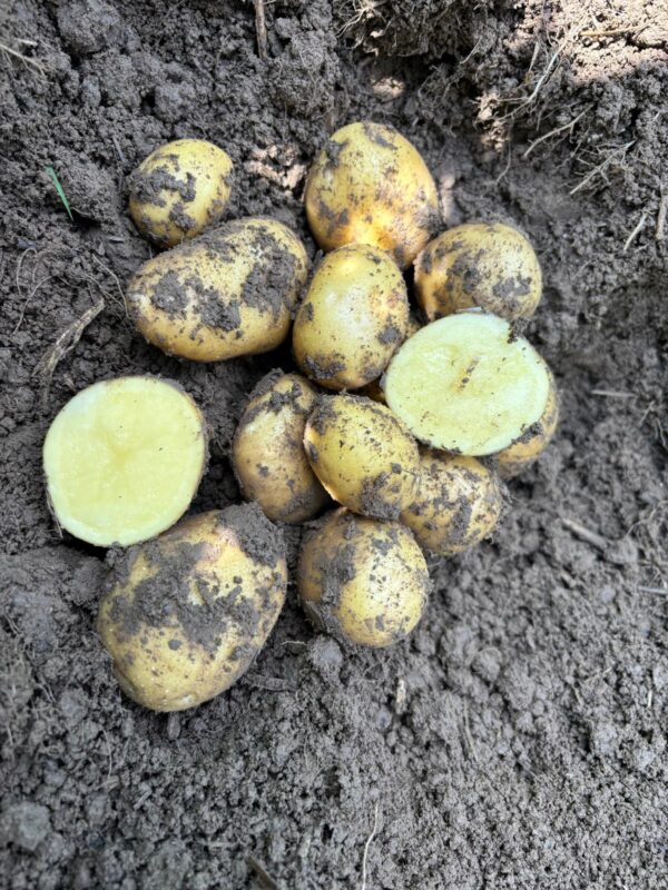 Bio-Kartoffel Markies mehlig – Bild 3