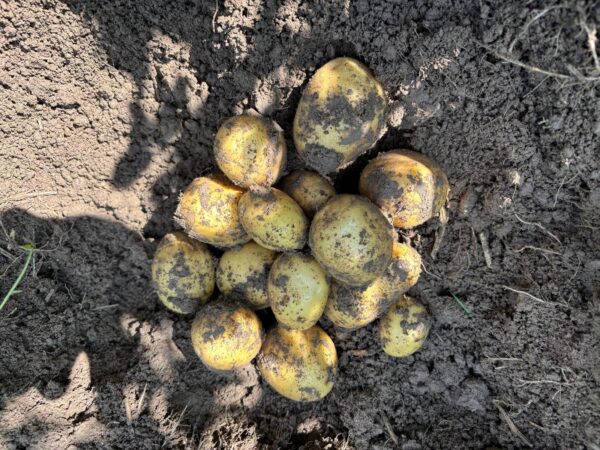 Bio-Kartoffel Markies mehlig – Bild 2