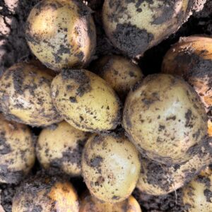 Bio-Kartoffel Markies mehlig